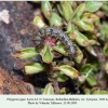 polygonia egea larva4 tyrnyauz